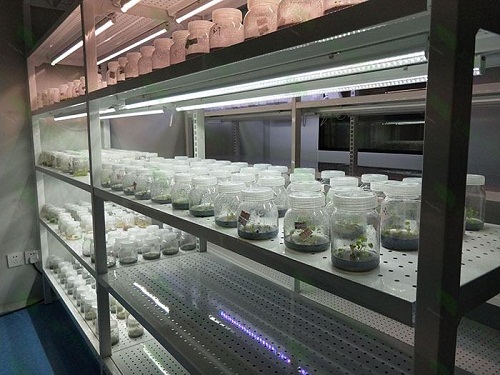 潮阳植物组织培养实验室设计建设方案